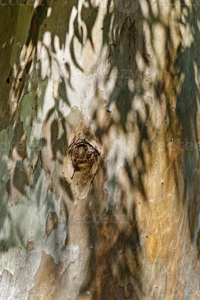 Close up of natural tree bark texture with leaves shadow from sun, old wood Trunk in earthy tones. Macro photo of nature design for backgrounds, environment aesthetics, or texture in graphic design