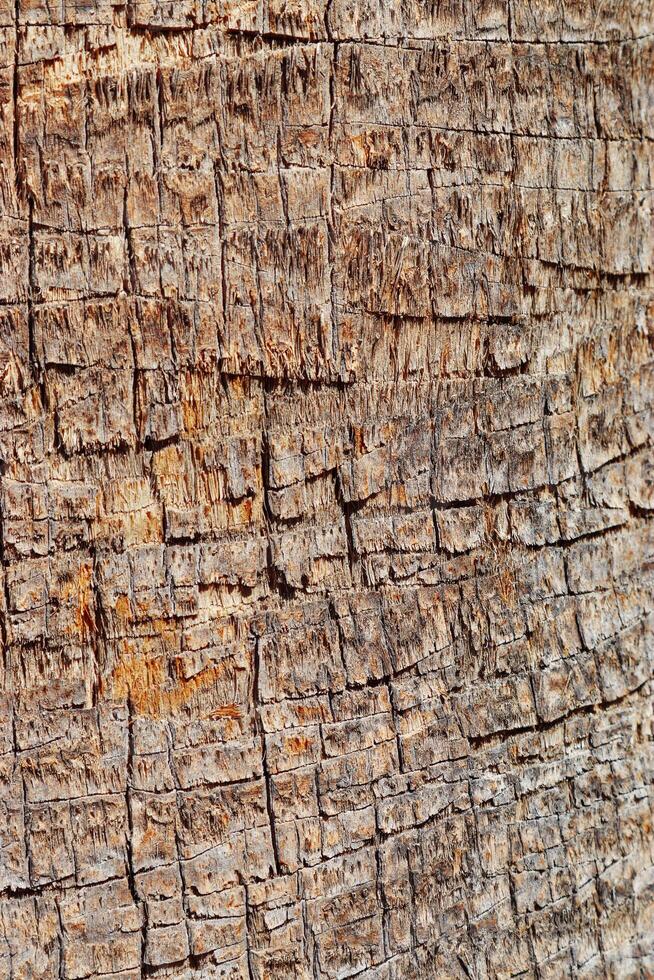 Close-up of natural palm tree trunk texture background, natural wood patterns and structured rough tropical wooden surface, macro photo for eco-friendly projects and nature themed designs