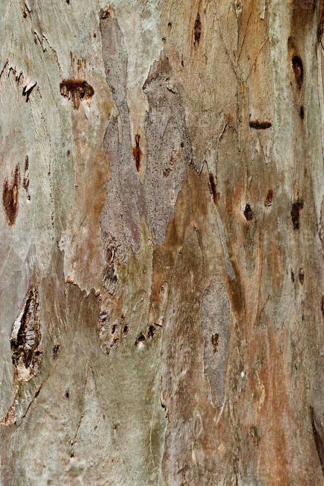 Detailed Natural Tree Bark Texture with Organic Cracks and Earthy Tones for Eco-Friendly Design and Rustic Nature Backgrounds, natural surface of bark sycamore close up, beige brown vivid color photo