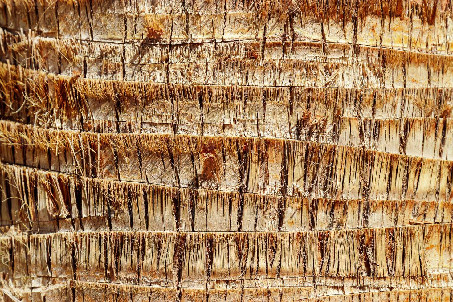 Closeup of natural palm tree trunk texture, pattern of fibrous layers and vertical ridges, earthy tones. Macro photo of nature design for backgrounds, eco themed concept, textures in graphic design