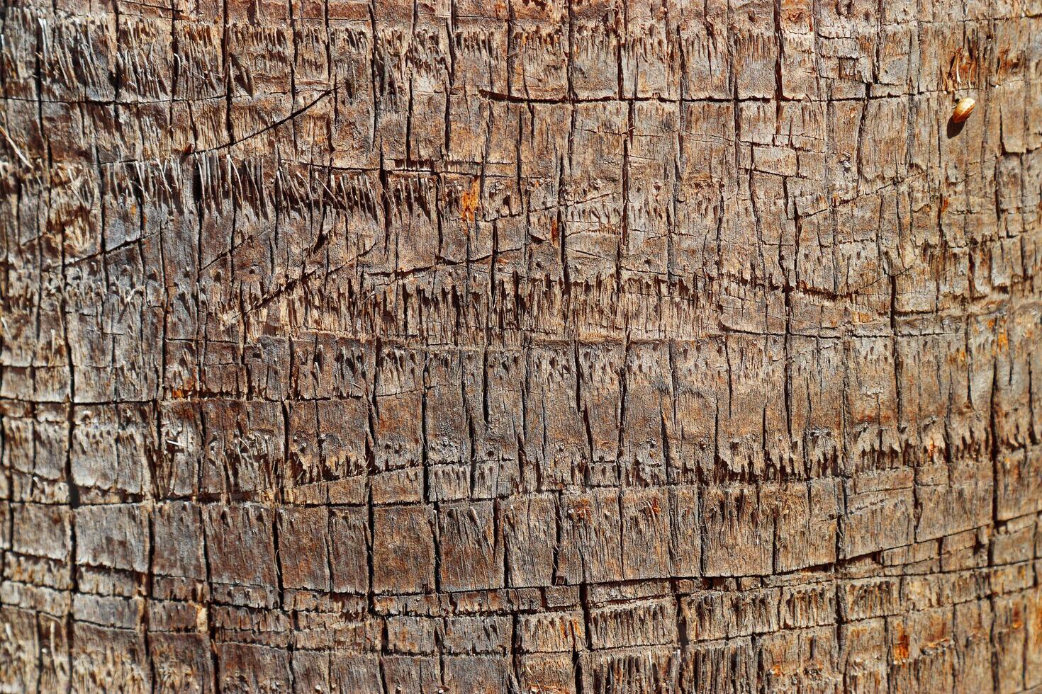Detailed Natural palm tree trunk texture, Organic materials surface in Earthy Tones for Eco-Friendly Design or Nature Backgrounds, fibrous bark tropical plant close up, beige brown vivid color photo