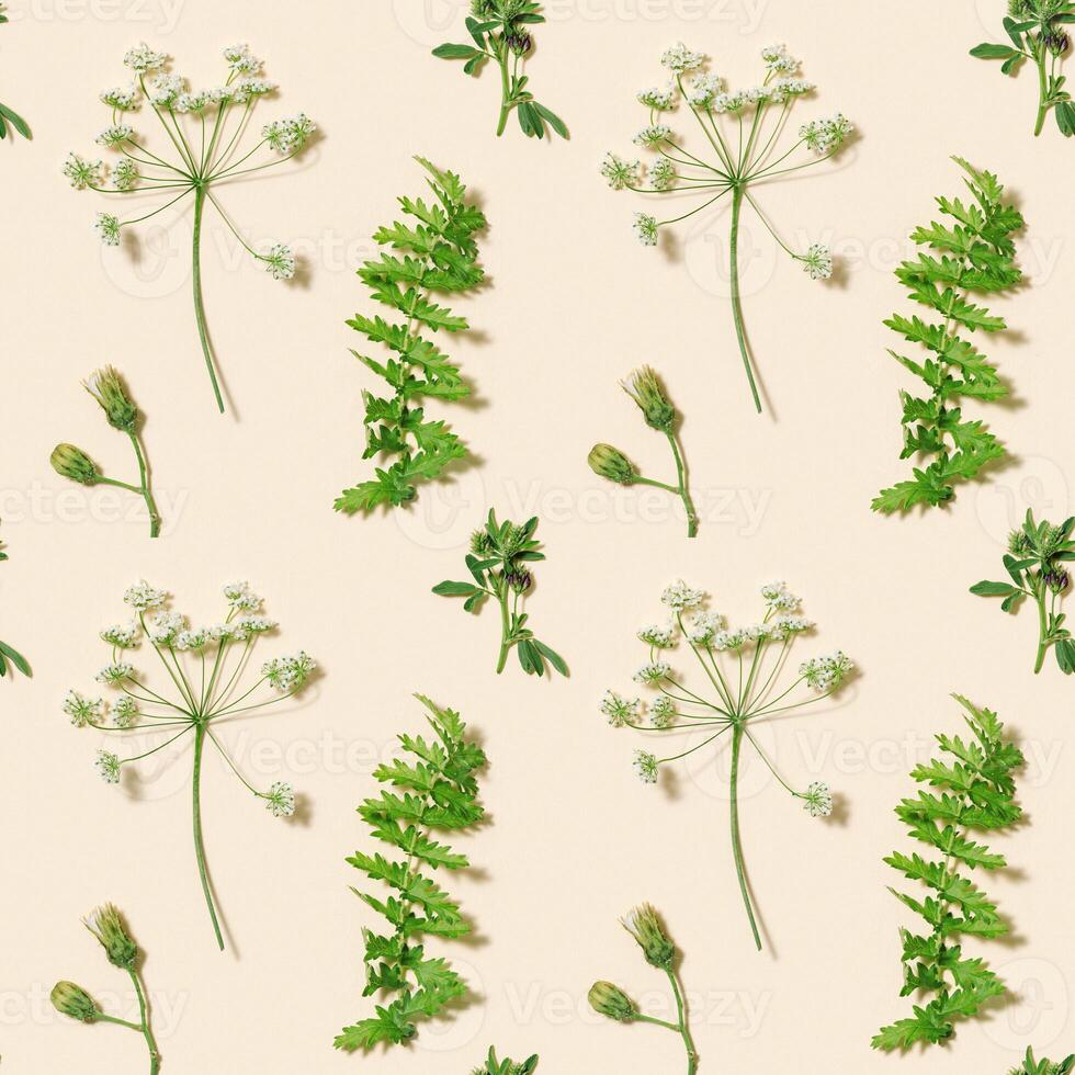 Summer field plants as creative floral composition or natural seamless pattern. Botanic flat lay. photo