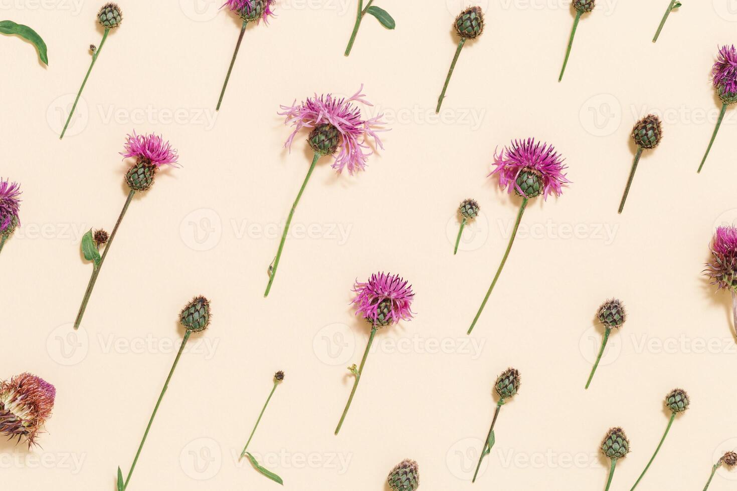 Forest grass and flower thorn thistle or burdock as stylish botanical background pastel colored photo