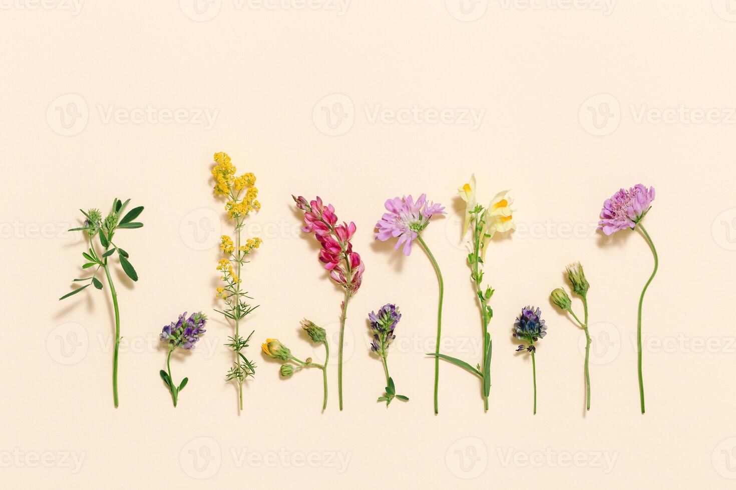 Natural summer wildflowers, meadow herbs and field bloom plants, green grass, small wild bloom, forest thistle, fern photo