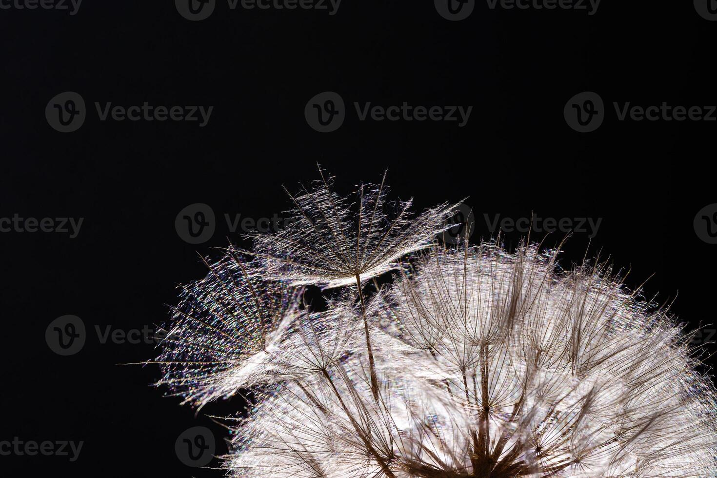 Blooming flower dandelion, macro fluffy seeds, natural textured flower with flying away seeds, black fon. Close up round natural blossom ball with colorful or rainbow colored glow photo