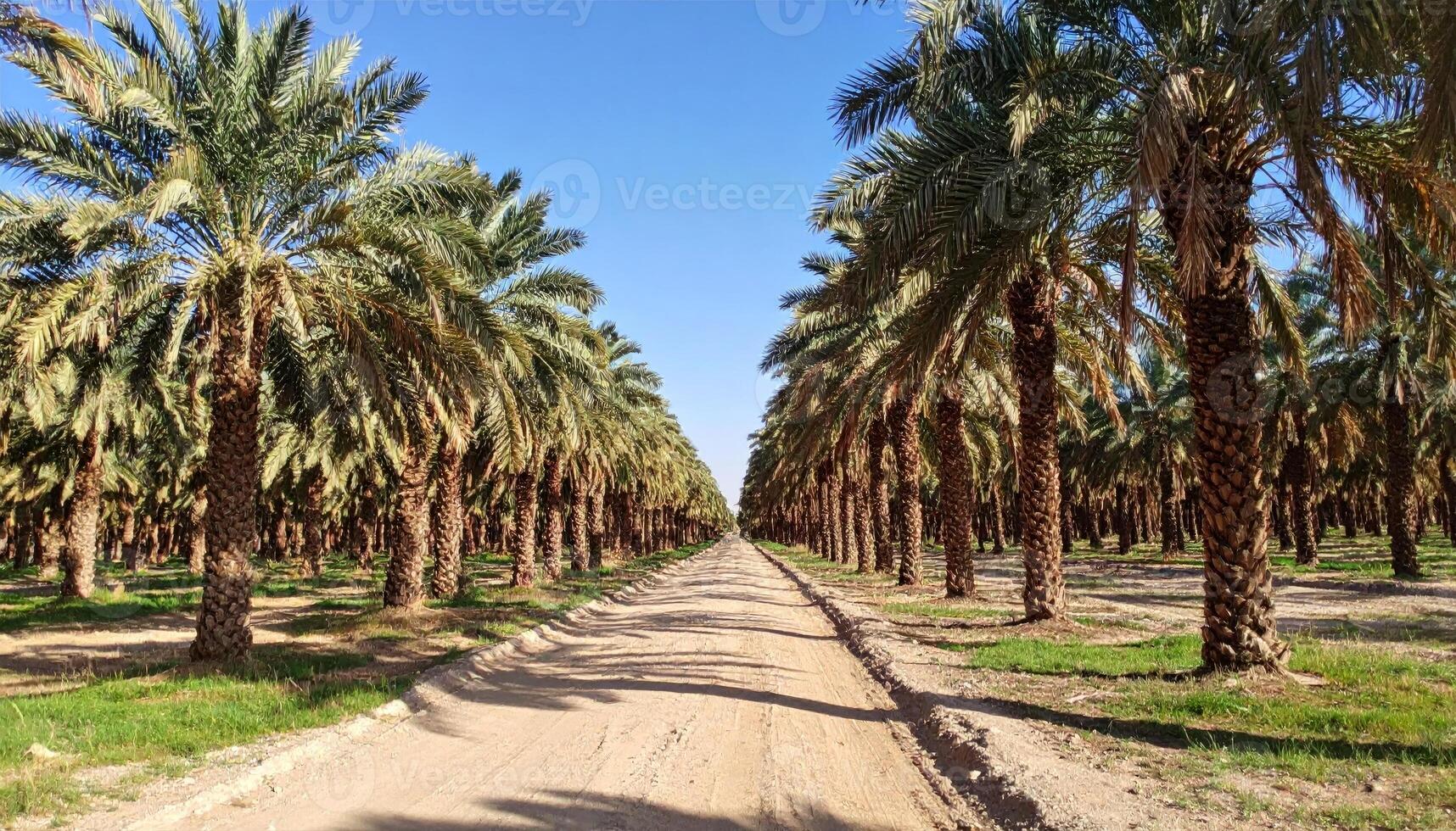Sunlit Path Through Rows of Palm Trees in a Desert Oasis photo