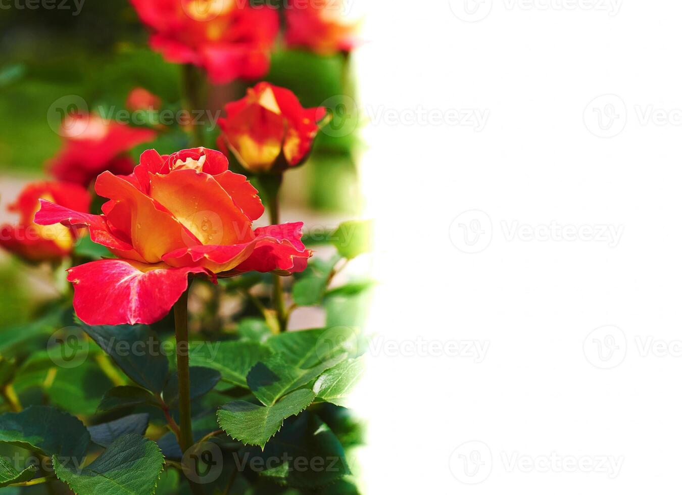Beautiful scarlet rose and space for text photo