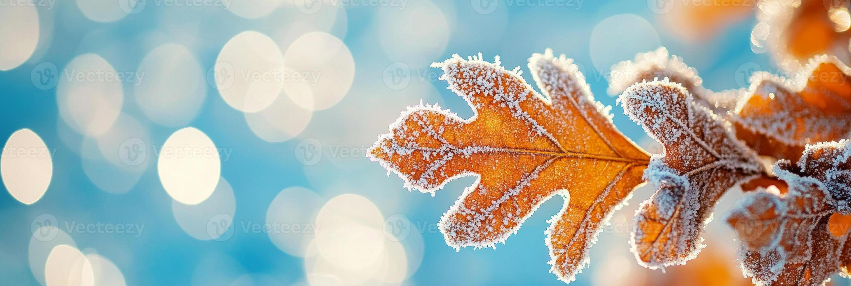 Frosted Oak Leaves On Bokeh Background In Vibrant Autumn Colors, Winter Wonderland Scene photo
