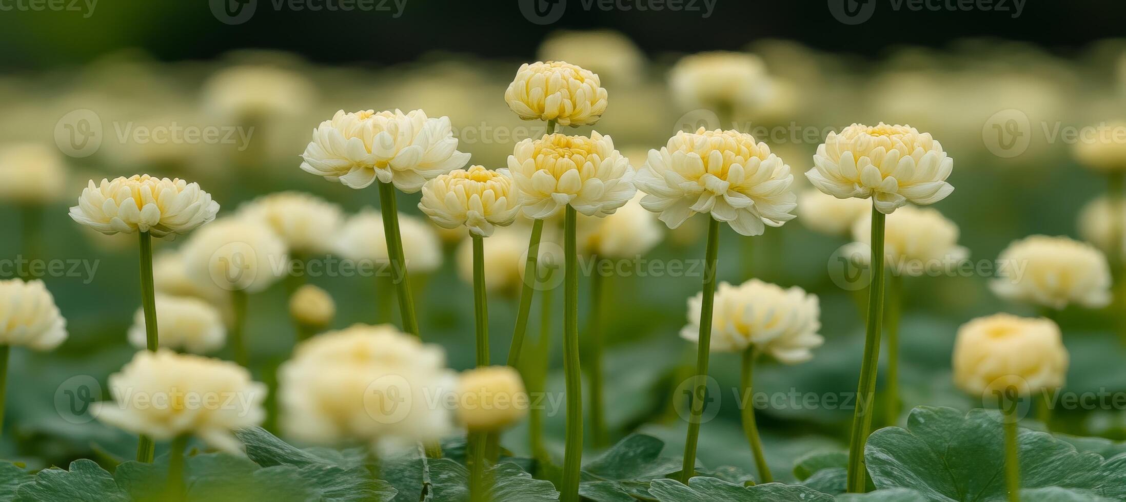 Field of Delicate Pale Yellow Globe-Shaped Flowers in Full Bloom, with Soft Bokeh Background photo