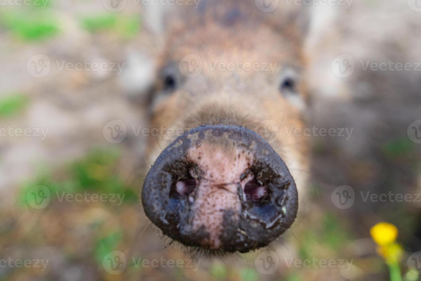 Wild boars feeding on green grain field in summer. Wild pig hiding in agricultural country copy space. Vertebrate grazing in summertime with blurred background. photo