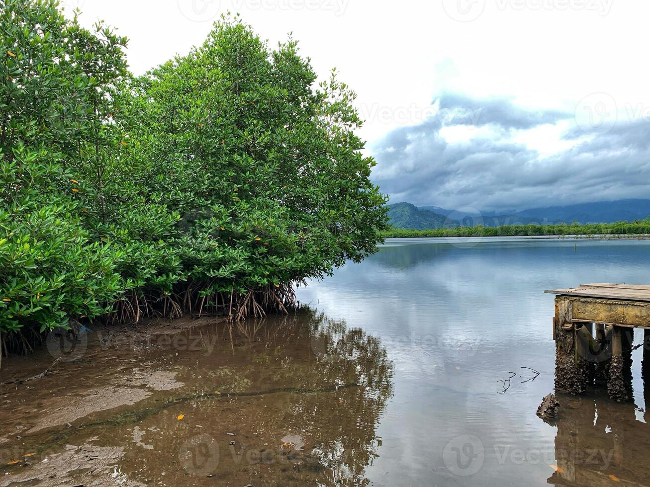 pier with mangrove trees and water in the background photo