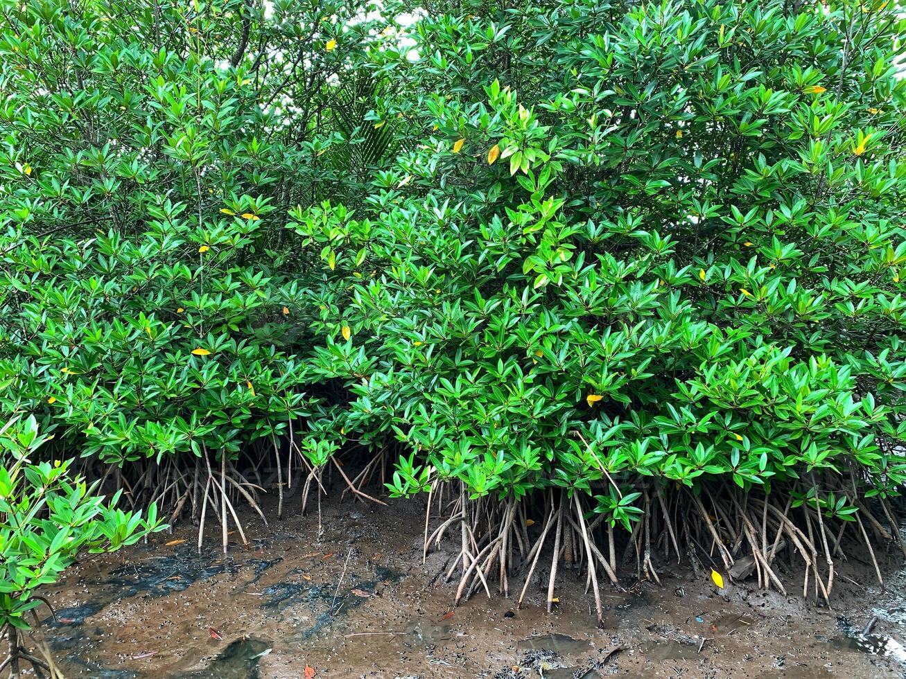 mangrove trees whose roots are embedded in the mud photo