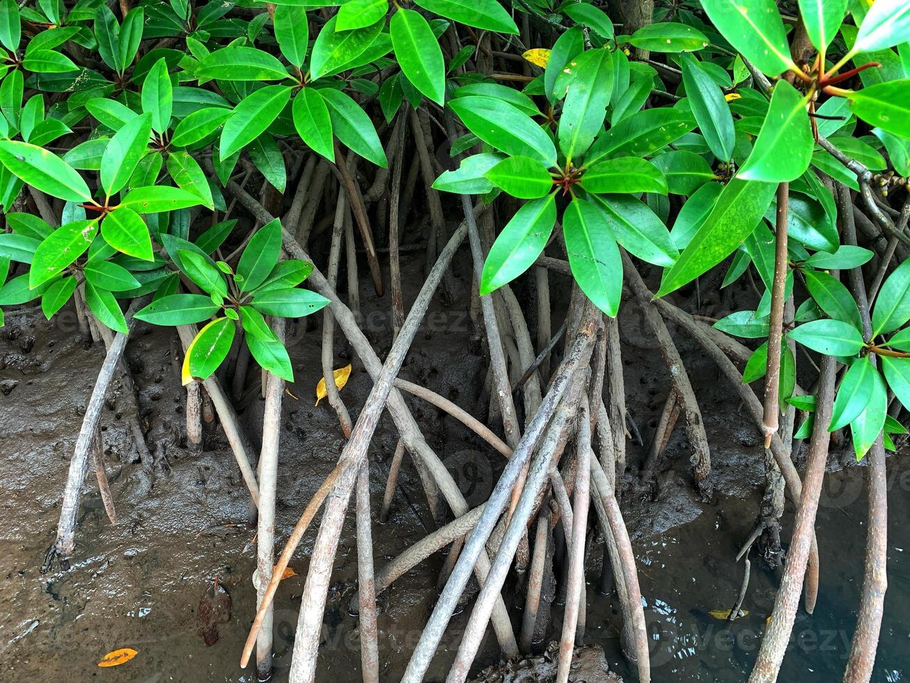 mangrove roots in the water photo