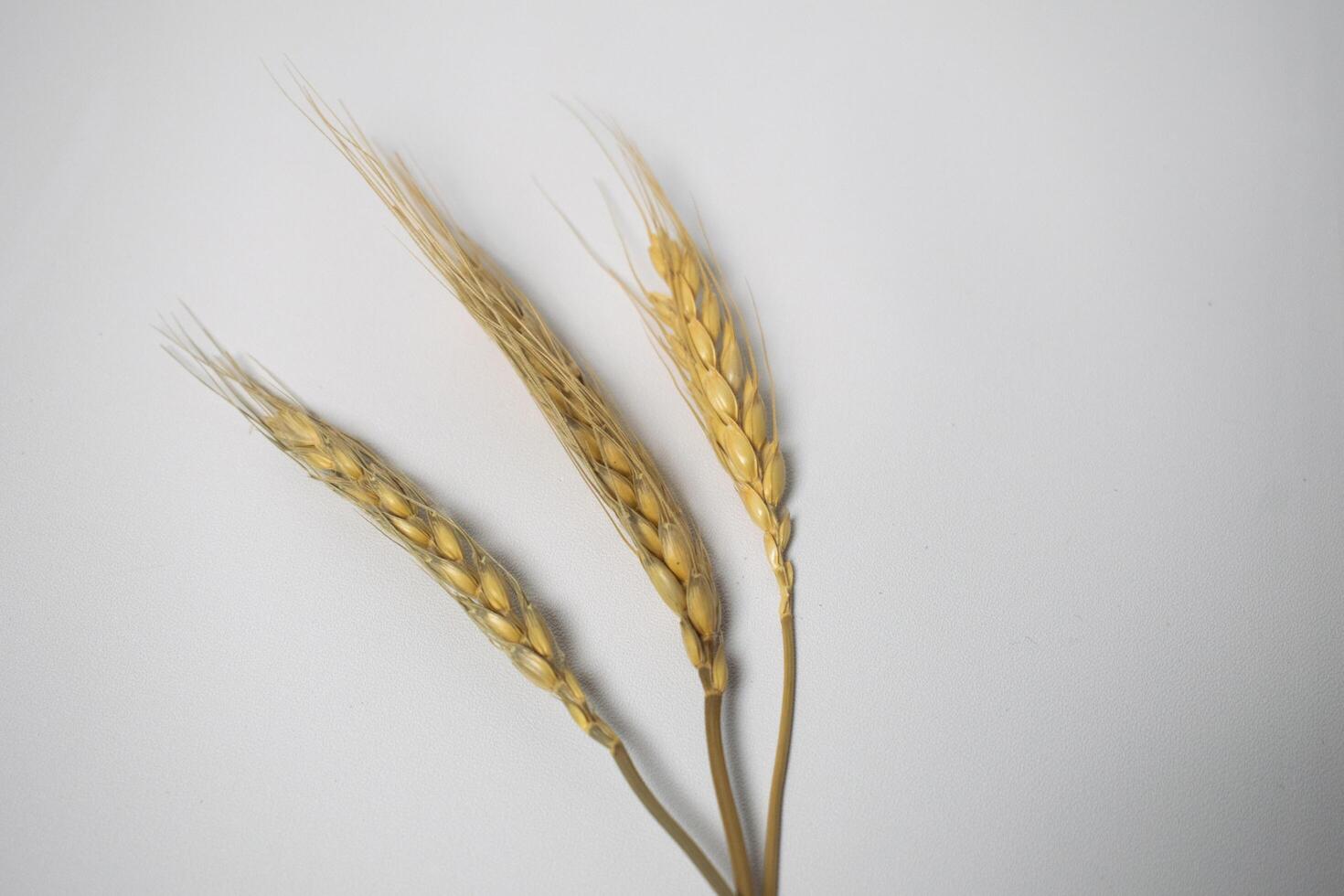 three stalks of wheat flower on a white background photo