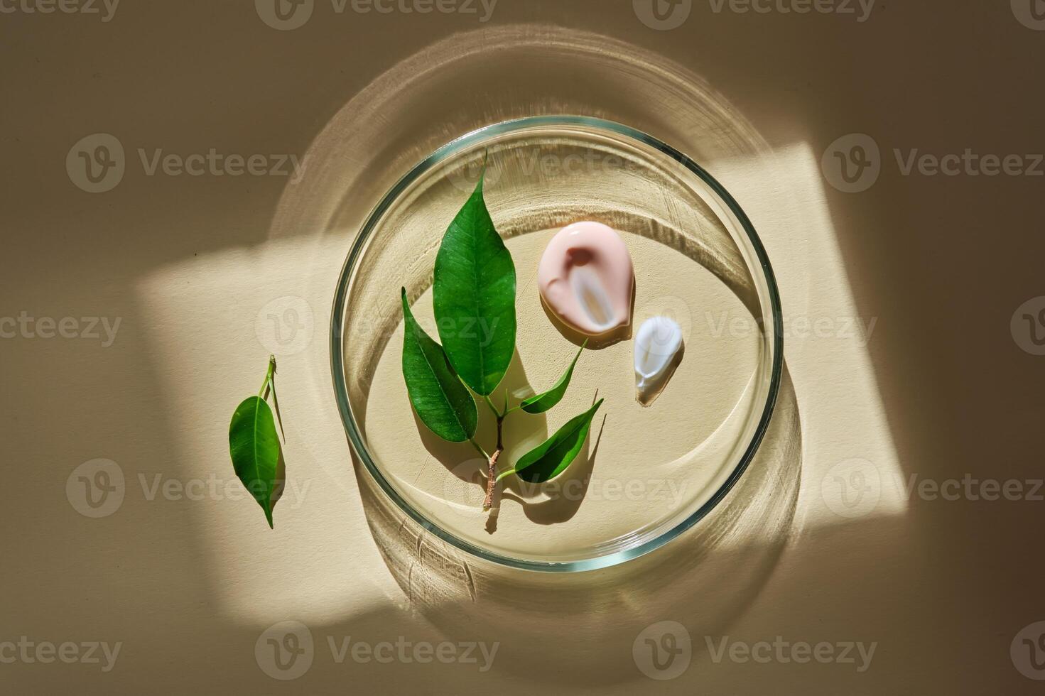 A set of cosmetic textures for the home routine of face and body care in a petri dish. photo