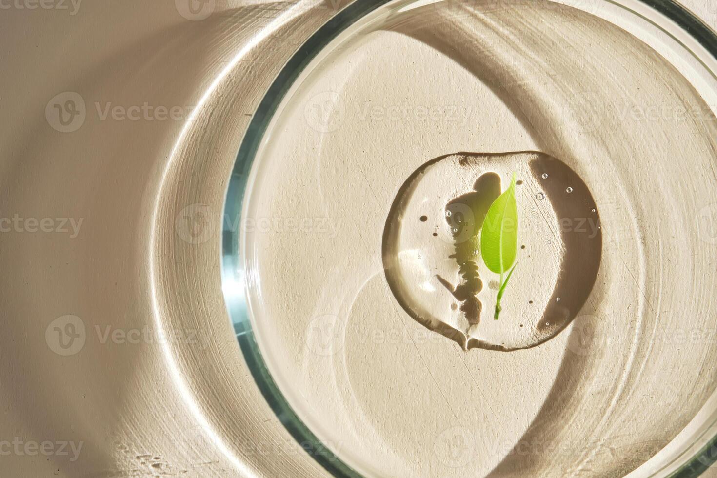 A delicious drop of serum with a leaf in a petri dish. photo