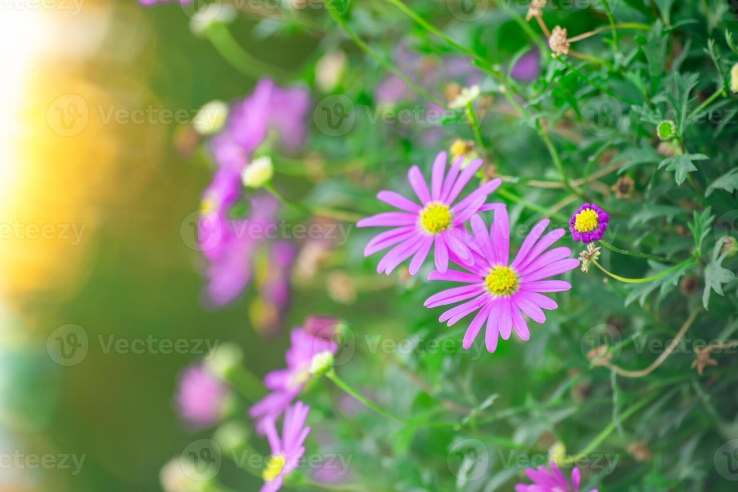Vibrant purple daisy-like flowers in full bloom against a lush green background with warm sunlight. A cheerful and colorful image of nature in spring or summer photo