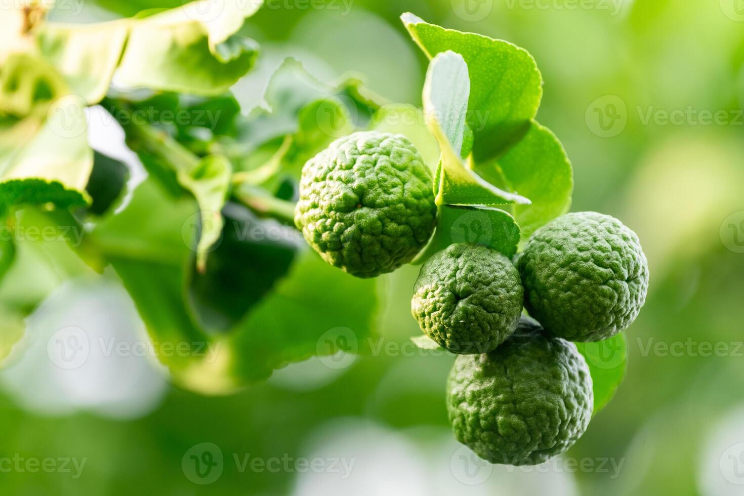 Bergamot, Fresh green bergamot fruit hanging from branch. bergamot tree garden and healthy food concept, group of bergamot,Bergamot medicinal plants with photo