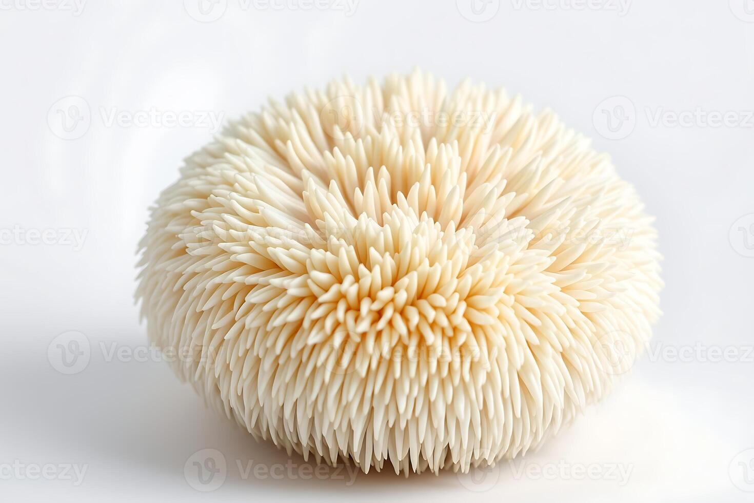 Lion's mane mushroom, round fungus, white spines, creamy color, textured surface, close-up photography, soft lighting, pure white background, botanical specimen, natural form, detailed texture, organi photo