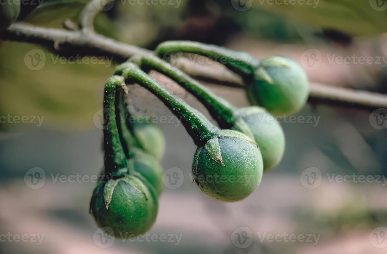 Close-up of Immature Green Eggplant Fruits on a Branch photo