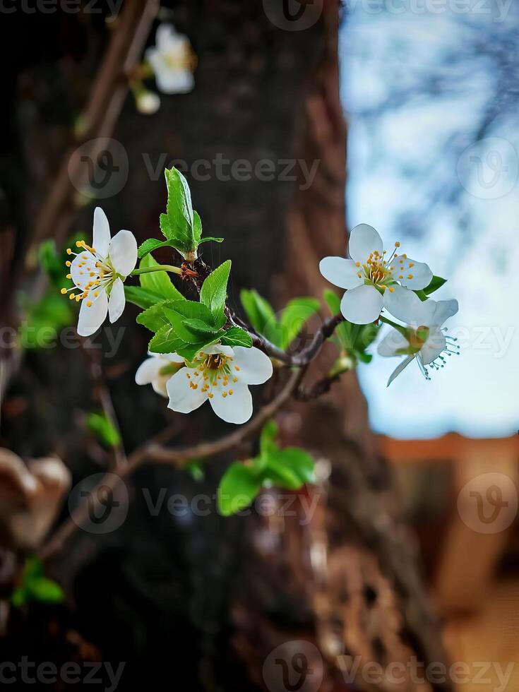 Delicate Spring Blossoms on a Branch photo