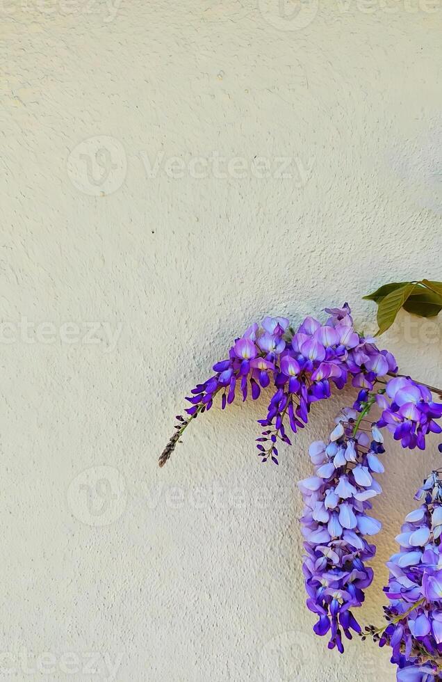 Purple Wisteria Cascading Against a Textured Wall photo