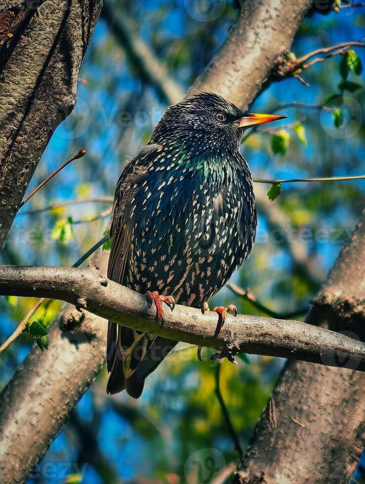 Detailed Portrait of a Starling Perched on a Branch with Vibrant photo