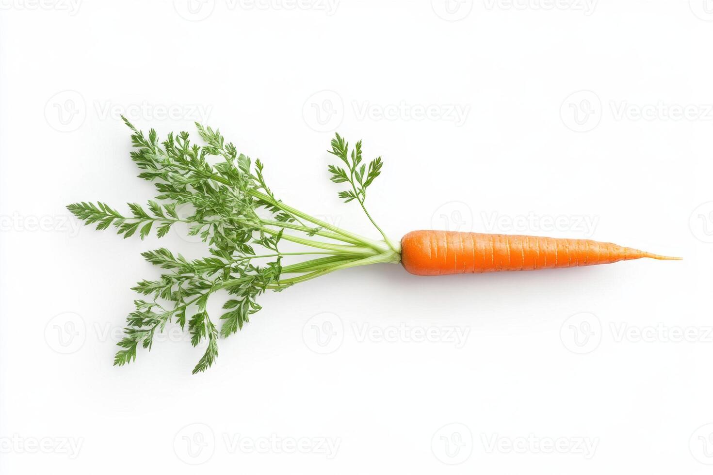 carrot on white background photo