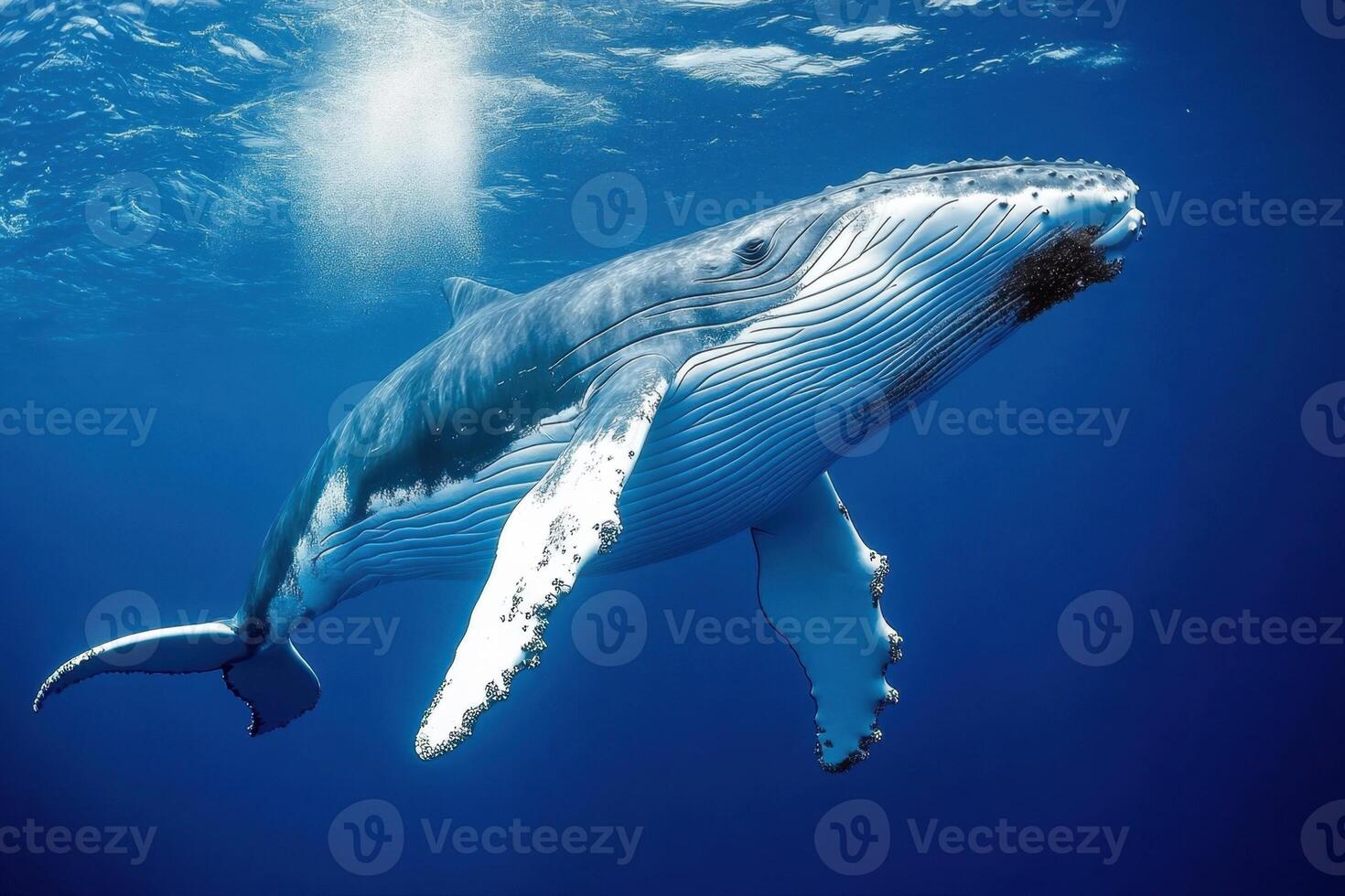 humpback whale in the ocean photo