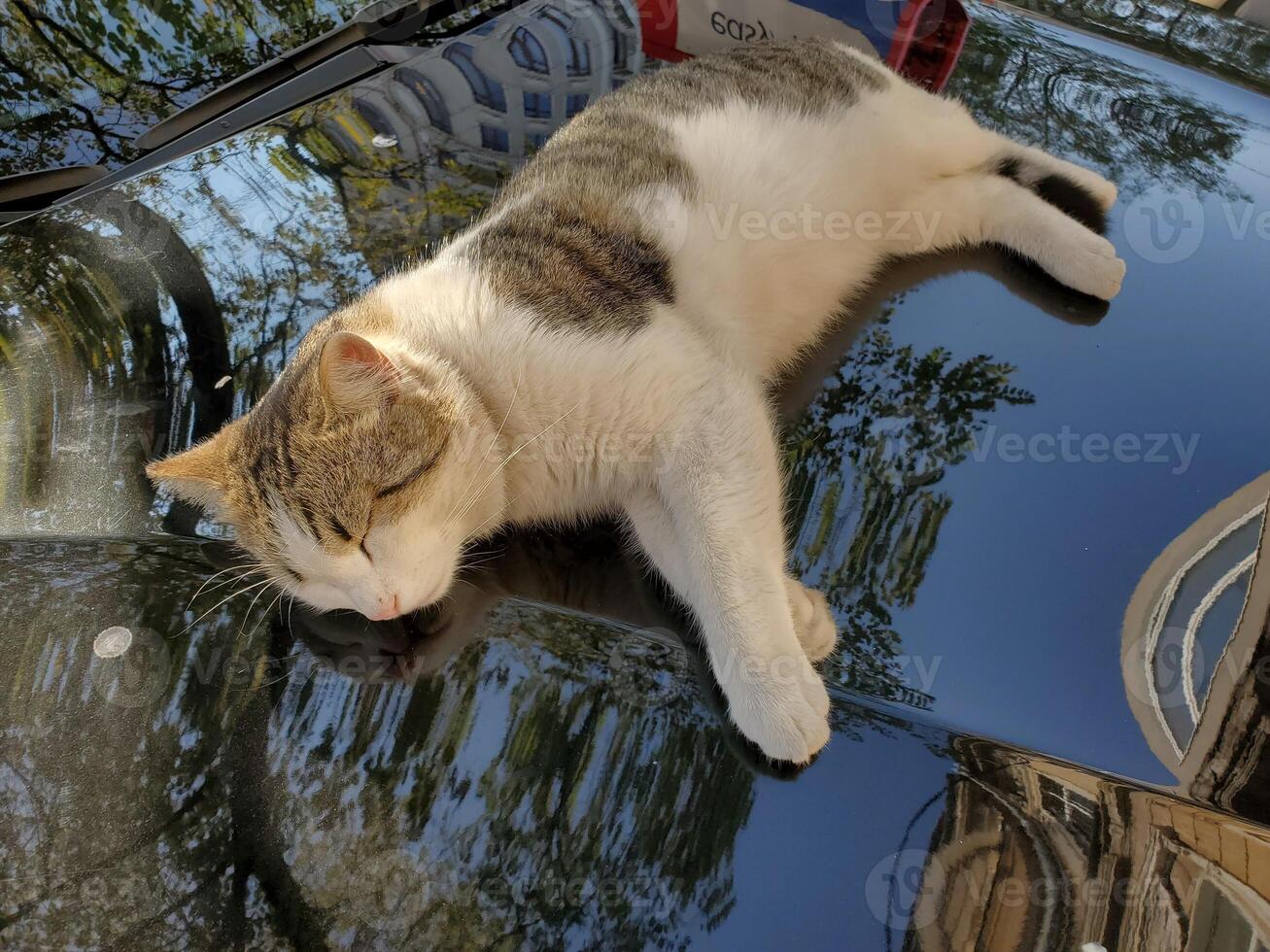 Street cat sleep atop black car bonnet with blurry reflections of tree foliage photo
