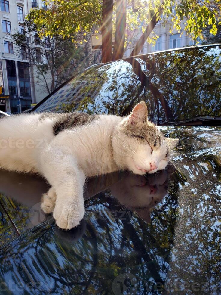 Street cat sleeps on car bonnet with blurry reflections of fall tree foliage photo
