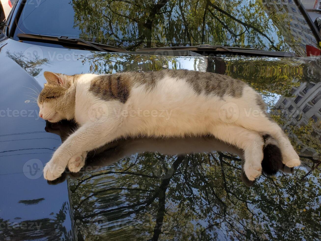 Cat sleeps atop black car bonnet with blurry reflections of tree foliage photo