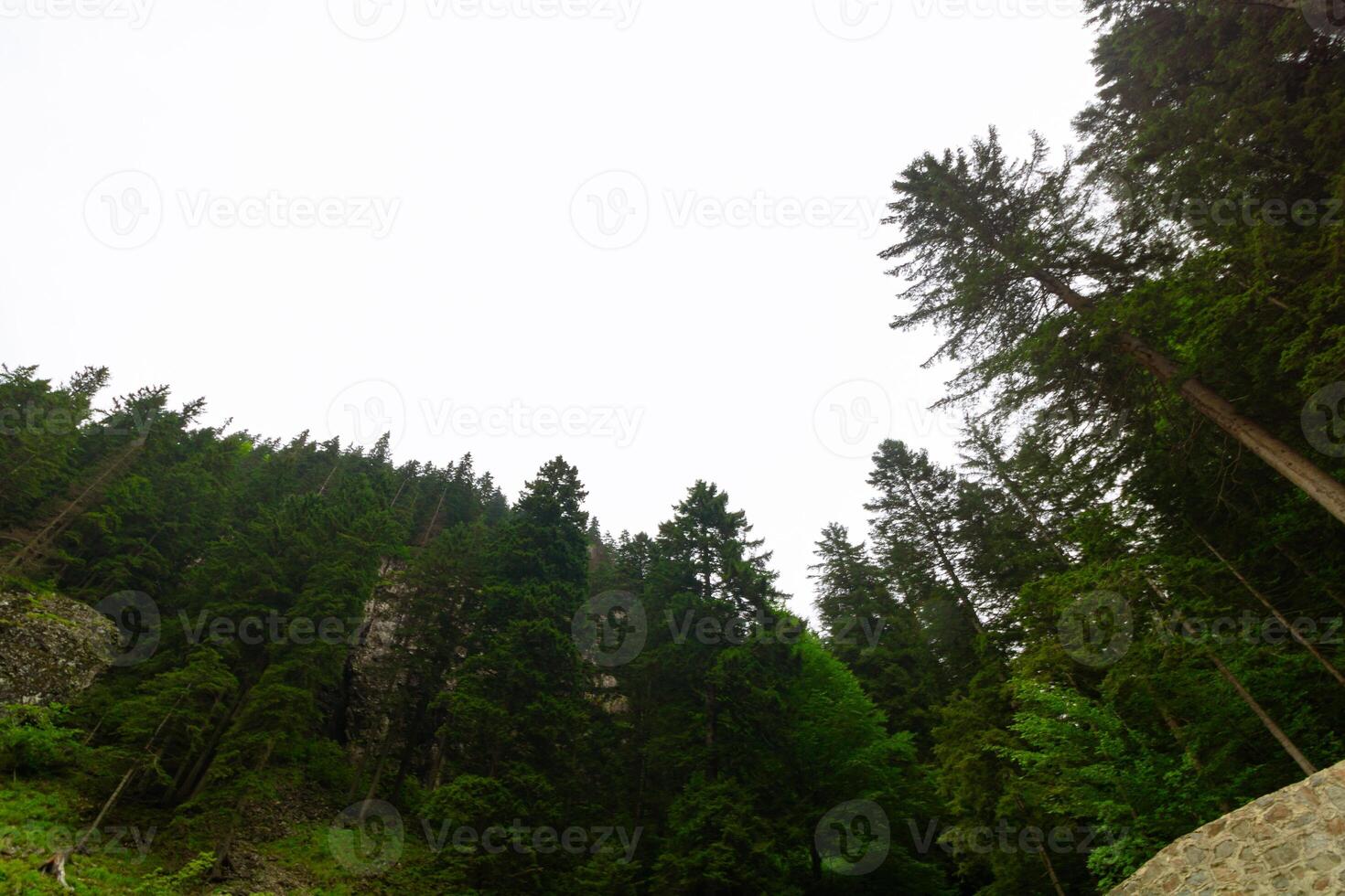 Wide angle view of the forest with overcast sky on the background photo