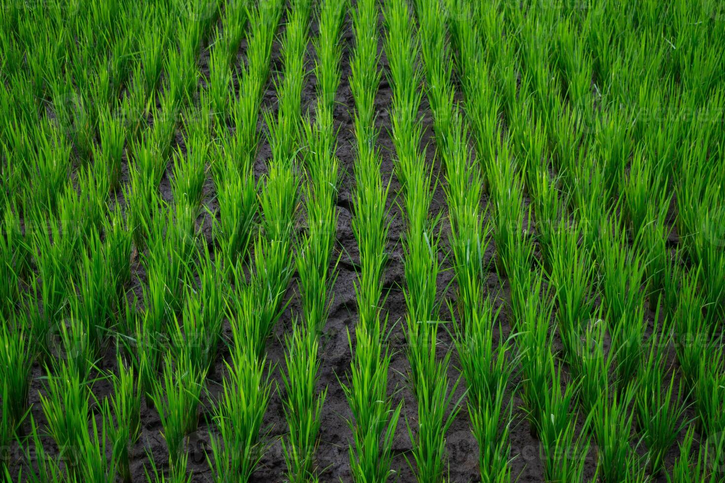 Green rice field background or Oryza sativa during the flowering stage. Peaceful nature view, ideal for agriculture, food, and Asian rural landscape themes. photo