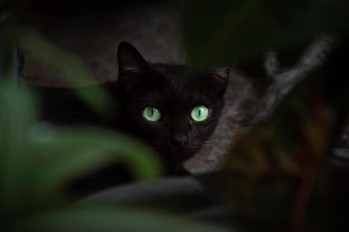 A black cat with glowing green eyes hides behind the leaves, creating a mysterious and dramatic atmosphere. An aesthetic photo with a wild, dark, and natural theme. For mystical, Halloween concepts