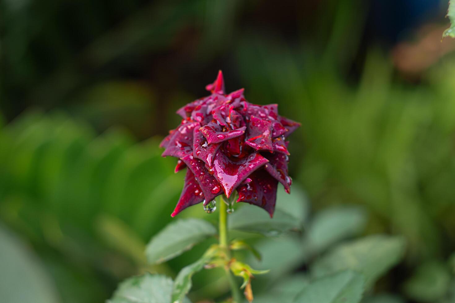 Close-up of a dark red rose in full bloom, its velvety petals adorned with water droplets. The softly blurred background highlights green leaves and stems out of focus. photo
