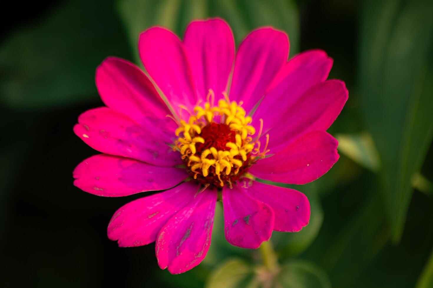 Close up of vibrant pink zinnia flower or zinnia elegans in full bloom under warm sunlight. Bright petals and yellow stamens, nature background, summer garden, macro. Blur photo