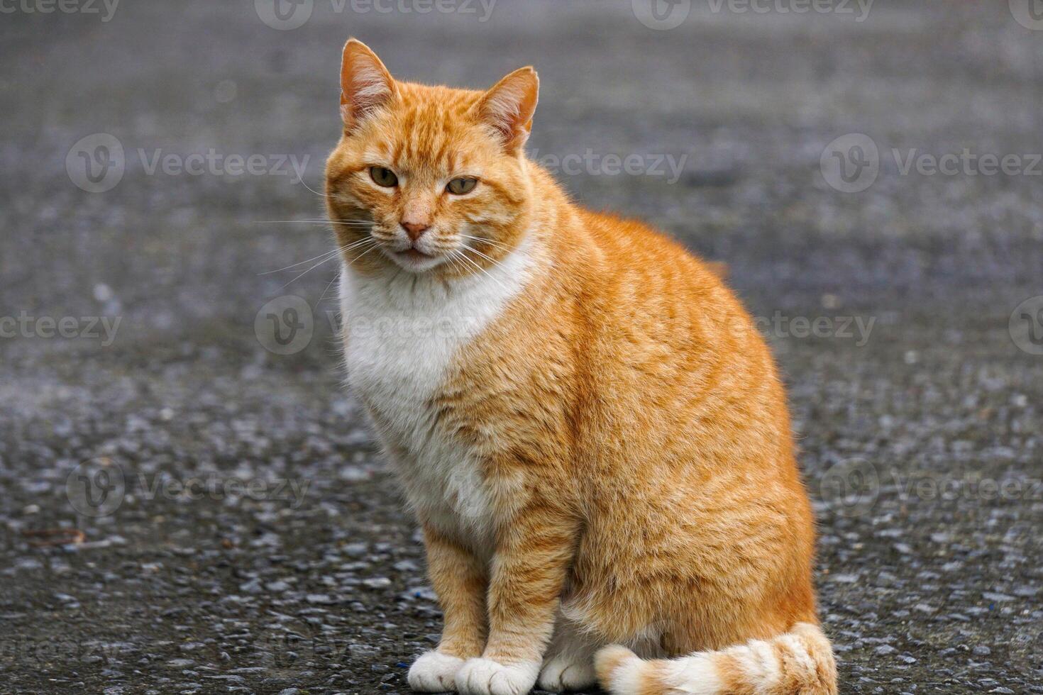 beautiful brown stray cat portrait on the street, animal theme photo