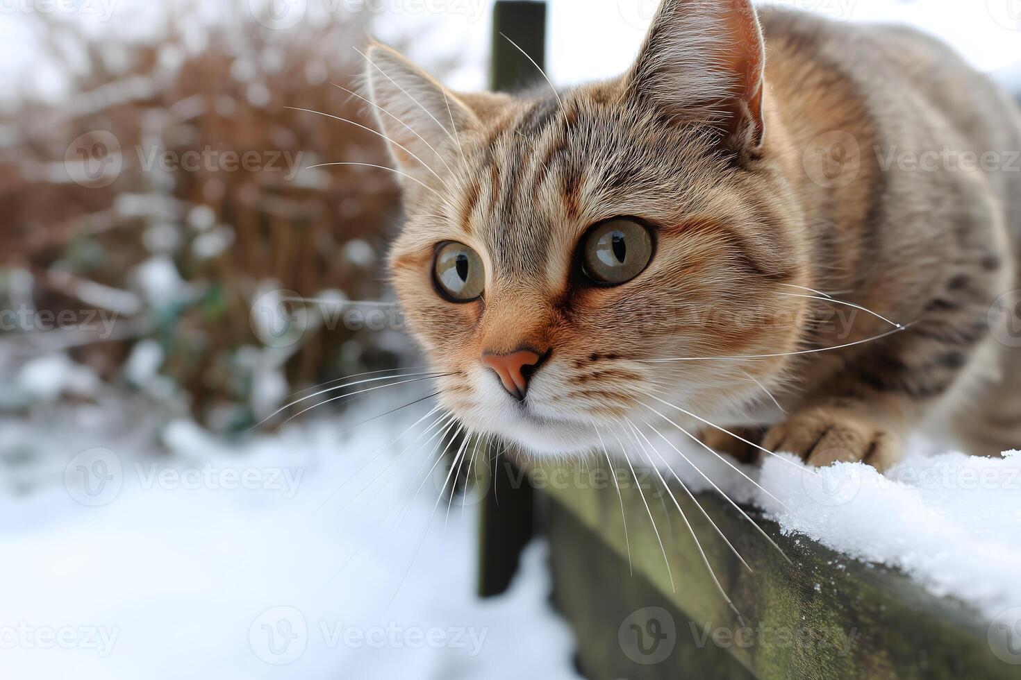 Low Angle View of a Tan Tabby Cat Crouching on Snow Covered Ground photo