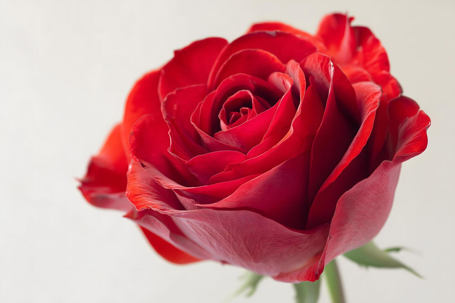 Elegant Red Rose Fully Opened in Garden Setting photo