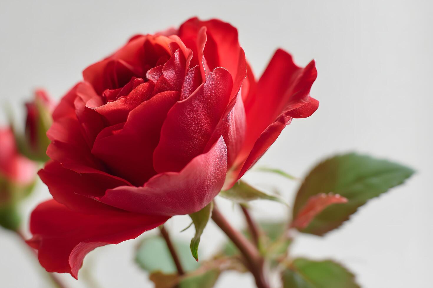 Macro Shot of Red Rose Petals in Full Bloom photo