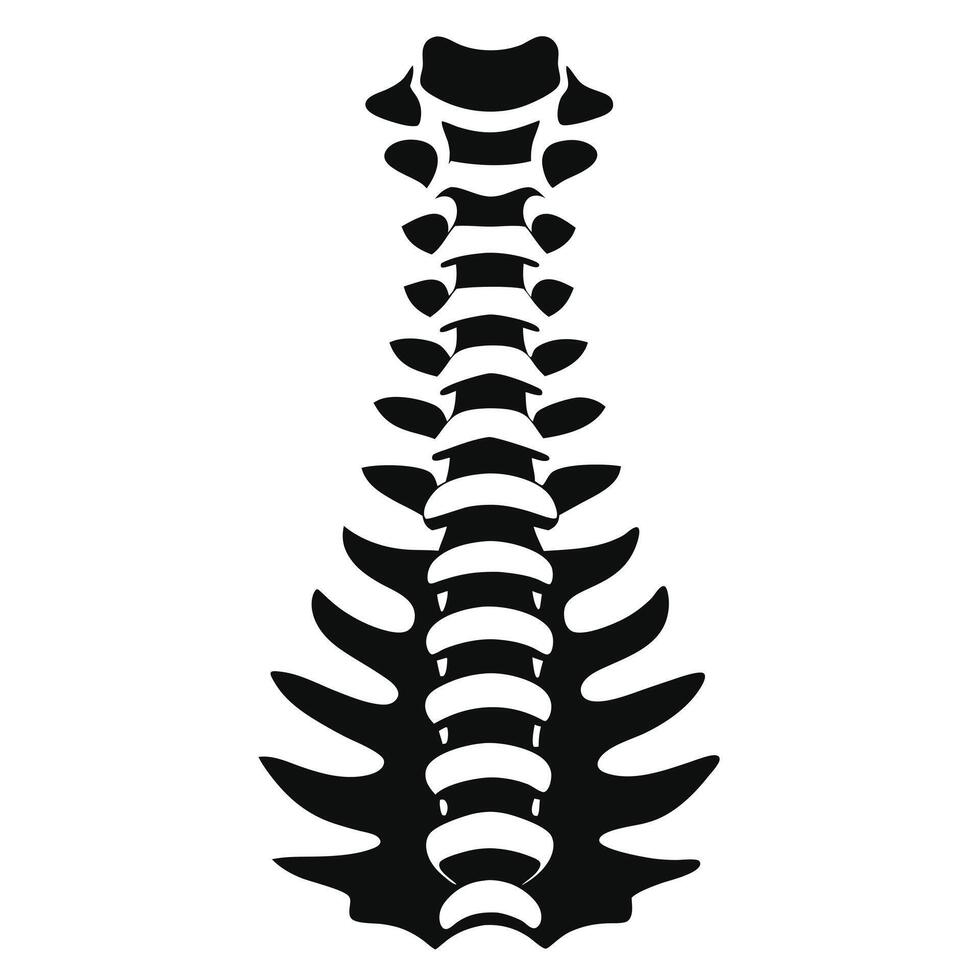 Human Spine Silhouette Black And White vector