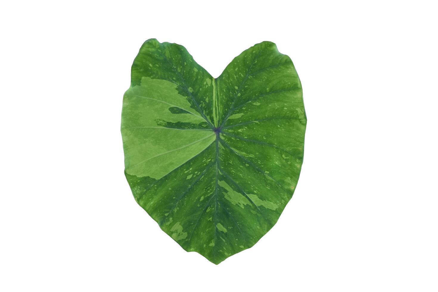 Elephant ear leaf and plant isolated on white background, clipping paths. photo