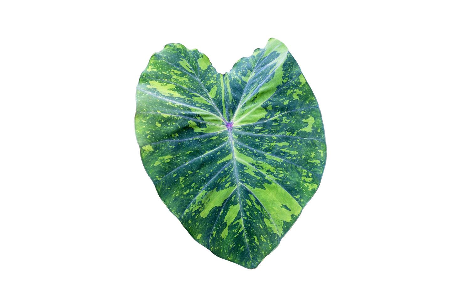 4Elephant ear plant isolated on white background, clipping paths. photo