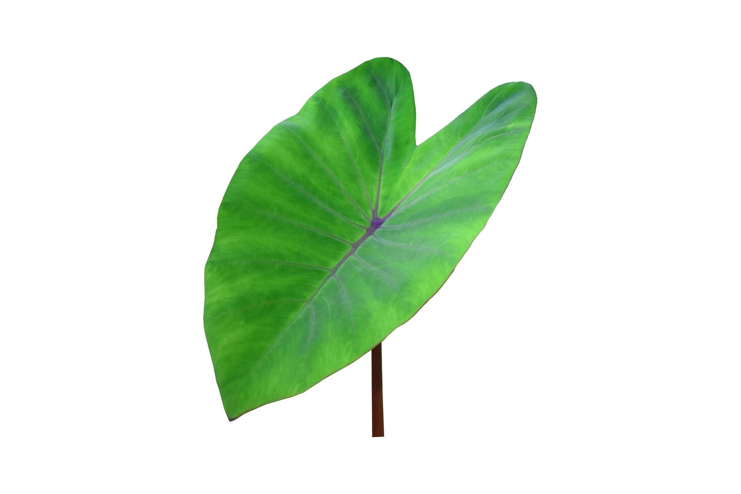 Elephant ear leaf plant isolated on white background, clipping paths. photo