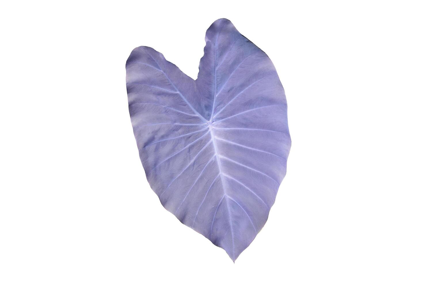 Violet elephant ear leaf isolated on white background with clipping paths. photo