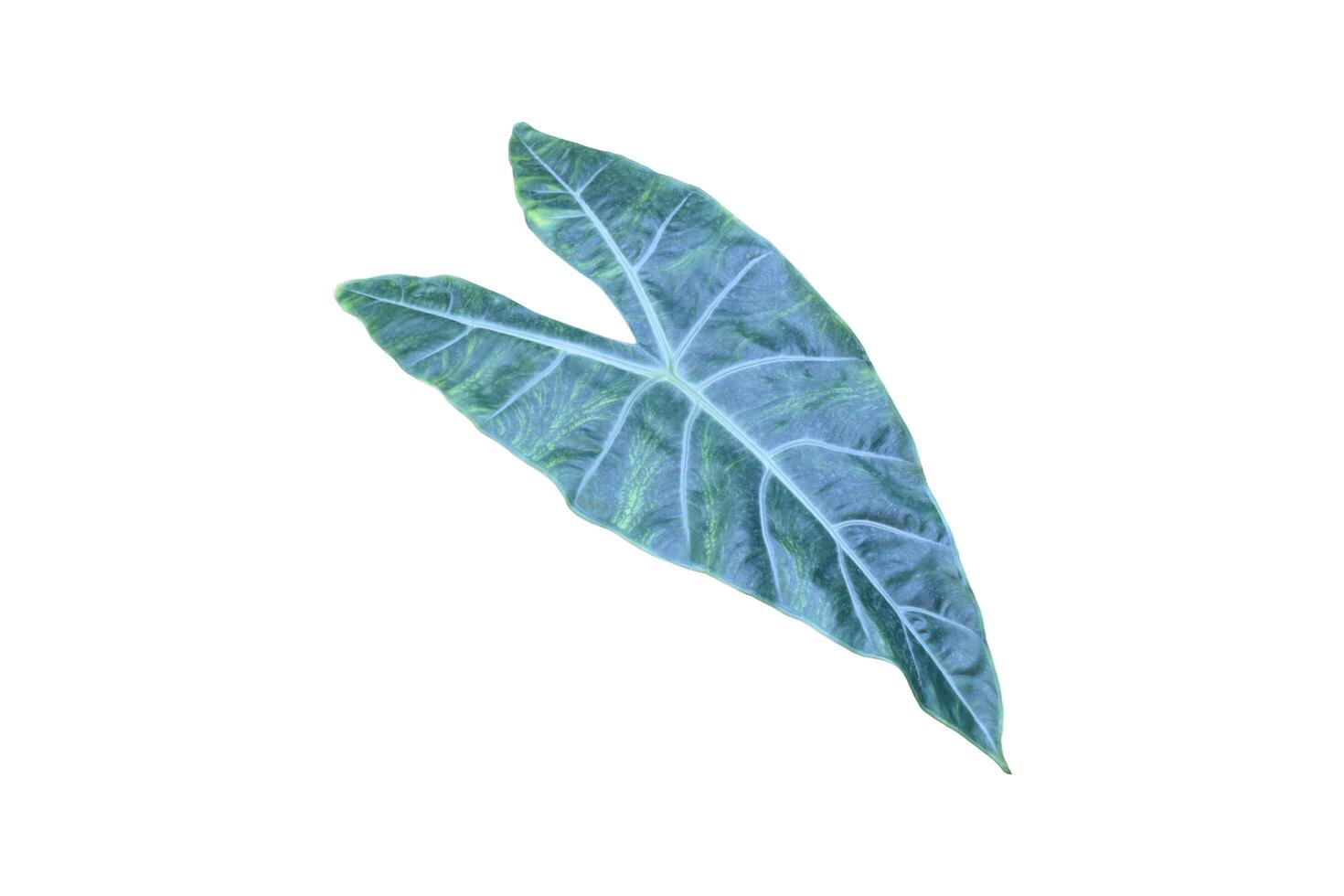 Big heart plant isolated on white background, clipping paths. photo