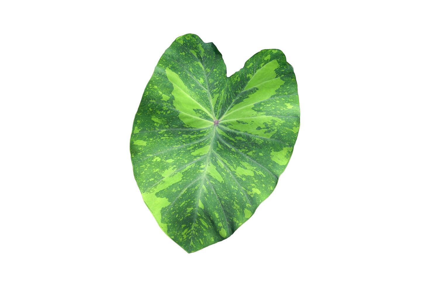 9Elephant ear plant isolated on white background, clipping paths. photo
