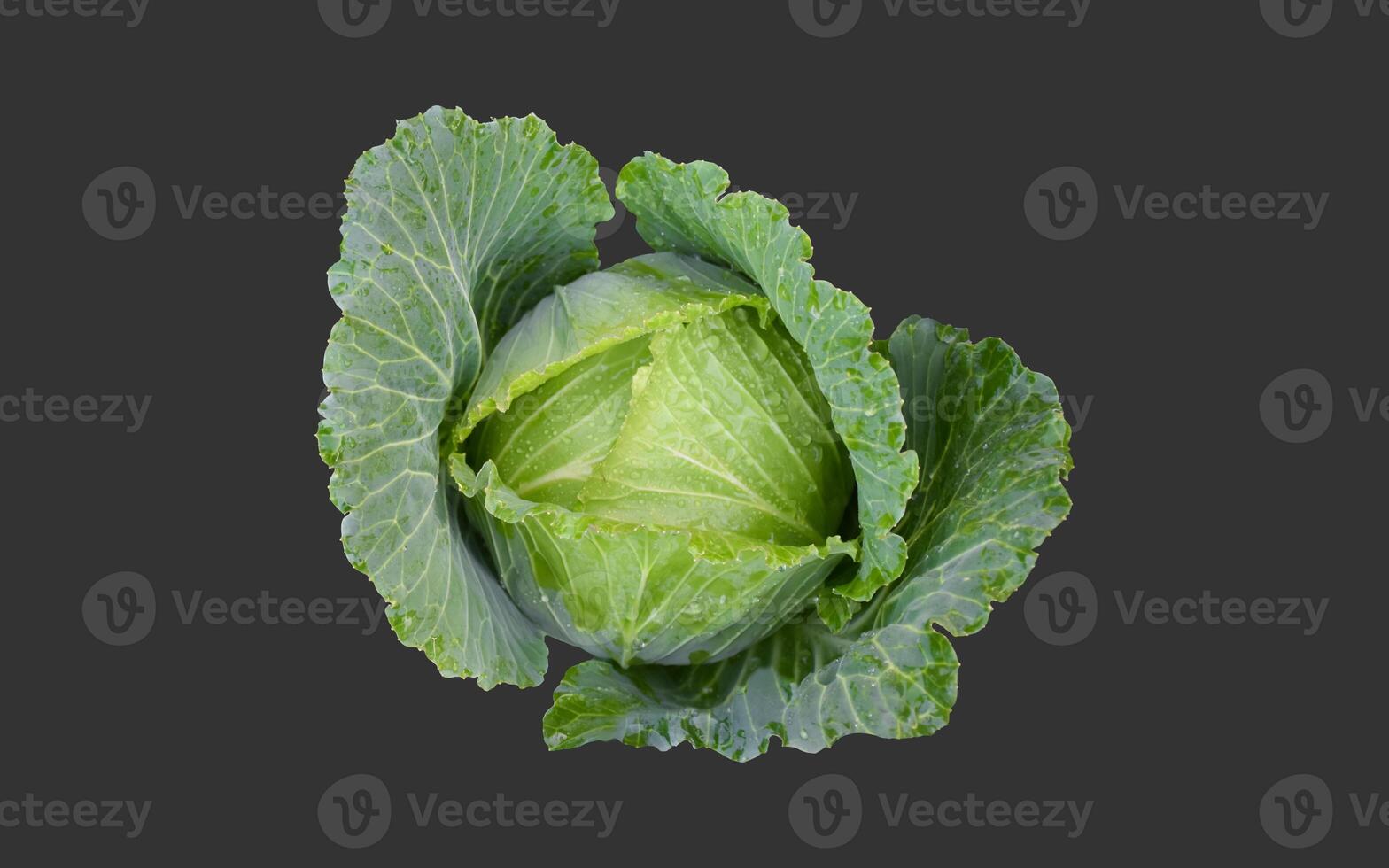 Isolated green cabbage head on dark background with clipping path photo