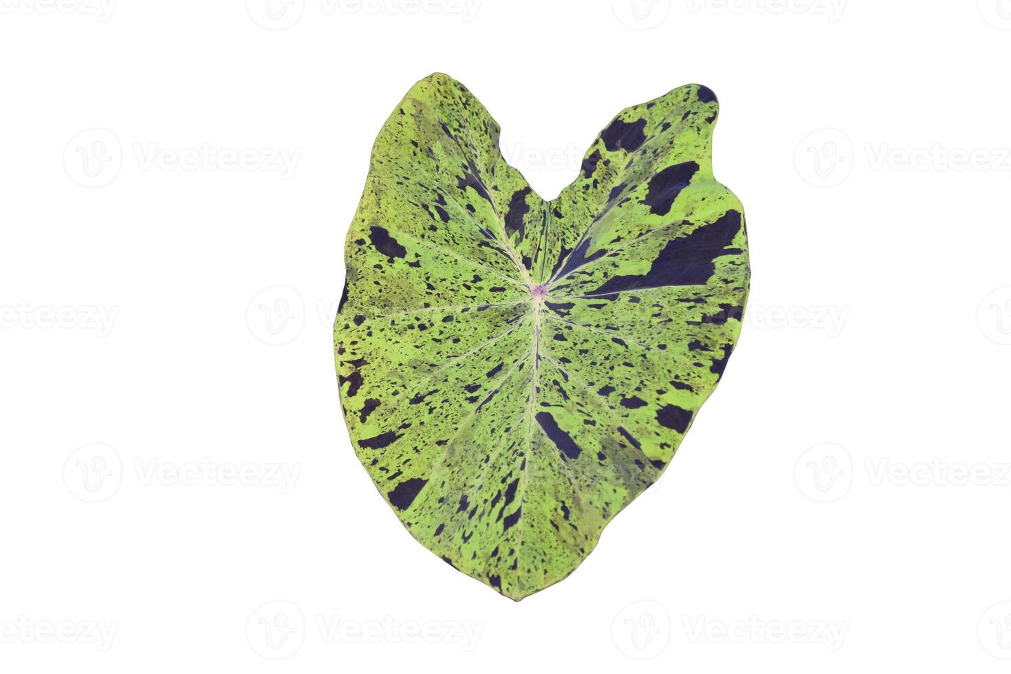 spoted elephant ear plant isolated on white background, clipping paths. photo